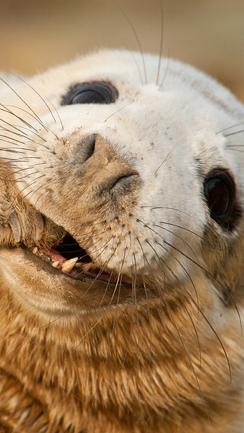 grey seal, Scotland, Sable Island, Funny teeth HD phone wallpaper