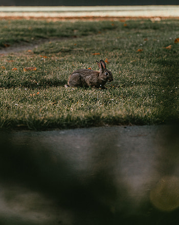 Animals, Grass, Grey, Animal, Rabbit HD phone wallpaper
