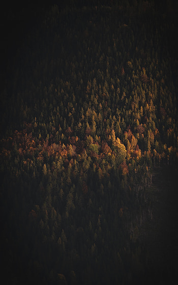 Nature, Trees, View From Above, Dark, Forest, Shadow HD phone wallpaper