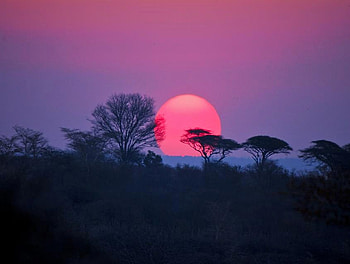 Pink sunset, trees, sun, evening sky, blue and pink HD wallpaper