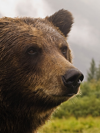 Grizzly, Bears HD phone wallpaper