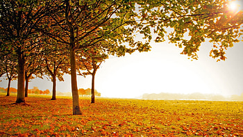 Beautiful Fall Scenery HD wallpaper