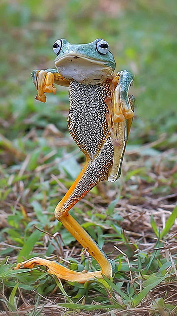 Funny, Funny Frog HD phone wallpaper