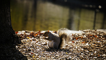 Ultra squirrel, Stunning background, nature scenery, graphic masterpiece HD wallpaper