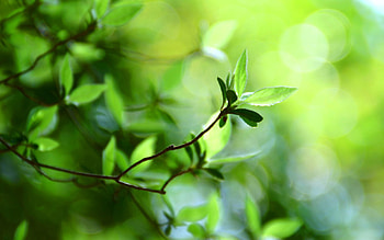Grass, Leaves, Macro, Shine, Light, Branch, Stains, Spots HD wallpaper