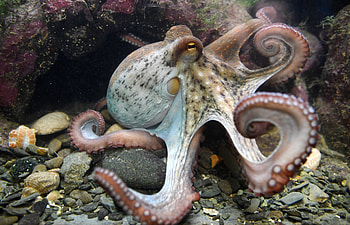 Octopus, tenticle, animal, ocean HD wallpaper