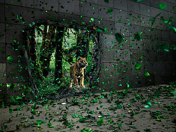 GEST, tigers, animals HD wallpaper