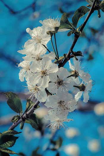 Flowers, Macro, Petals, Bloom, Flowering, Branch, Spring HD phone wallpaper