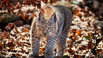 Animals, Grass, Autumn, Leaves, Iris, Big Cat HD wallpaper