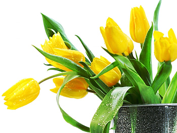Plants, Flowers, Tulips HD wallpaper