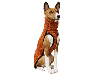 Basenji Dog, Like a fox, Stylish clothes, Unique and trendy HD wallpaper