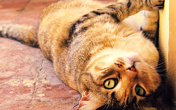 Animals, Cat, Spotted, Spotty, Thick, Fat, Playful HD wallpaper