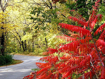 Road Way, trees, road, leaves, red HD wallpaper