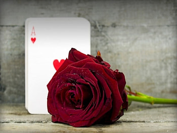Rose and Ace, rose, abstract, flower, ace, nature HD wallpaper