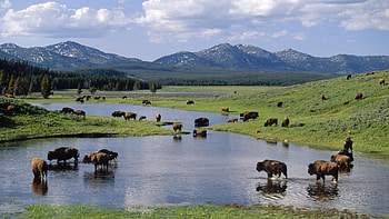 Yellowstone National Park, American bison, Wyoming's gem, Wildlife HD wallpaper