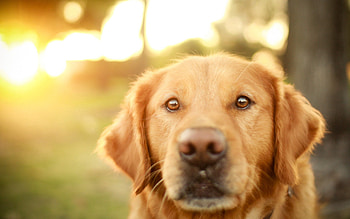 Animals, Dog, Muzzle, Sight, Opinion, Sunlight, Fidelity HD wallpaper
