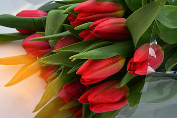 Red tulip, flowers, fresh HD wallpaper