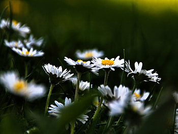 Plants, Flowers, Camomile HD wallpaper