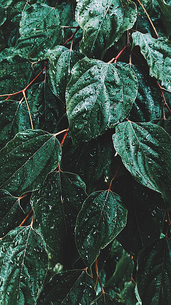 Leaves, Rain, Drops, Macro HD phone wallpaper