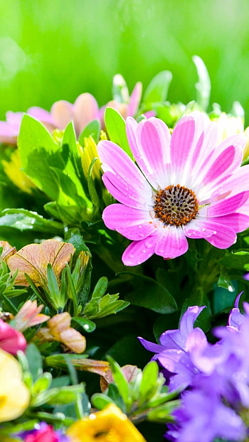 Flowers , Green Grass Background, green grass, background HD phone wallpaper