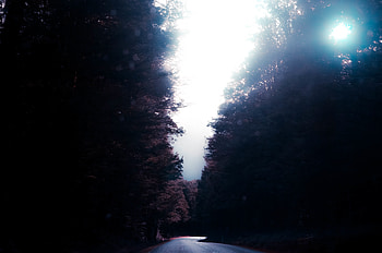 Nature, Trees, Road, Turn HD wallpaper
