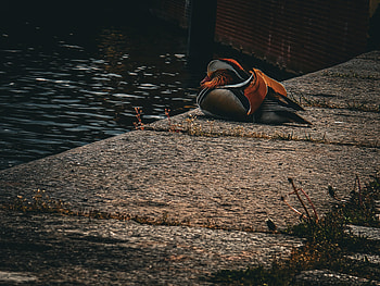 sleepy duck, Animal, duck HD wallpaper