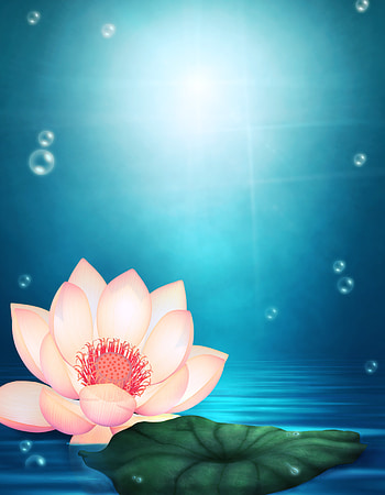 Flowers, Lilies HD phone wallpaper