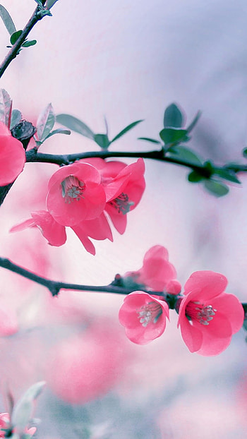 Trending, Pink Flower HD phone wallpaper
