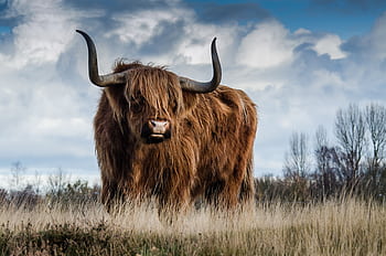 A Highland cow with large horns stands in a rural field under a dramatic sky. HD wallpaper