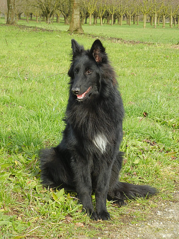 Belgian Tervuren, Beautiful , Captivating , Working breed HD phone wallpaper