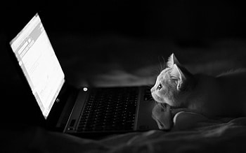 Kitten, For Laptop HD wallpaper