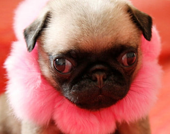 cute puppy, dog, comedy, puppy, pink, flower, cute, funny HD wallpaper