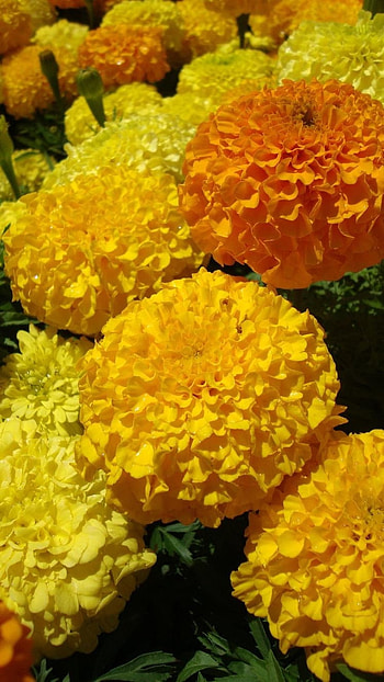 Marigold, Orange, Yellow HD phone wallpaper