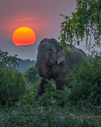 Sri lanka, sky, elipent, sun HD phone wallpaper