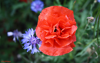 Plants, Flowers, Poppies HD wallpaper