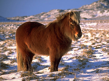 Animals, Snow, Horse, Pony HD wallpaper