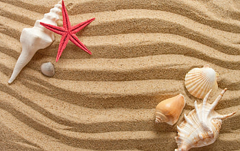 Happy Summer!, starfish, summer, shell, sand, red HD wallpaper