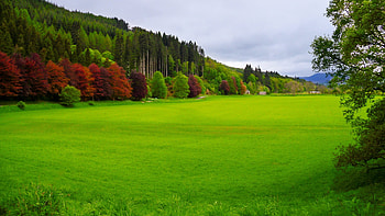 Park, graphy, scenery, trees, plain, white, clean, bushes, beautiful, grass, summer, pretty, red, green, clouds, nature, under, sky HD wallpaper