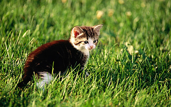 Animals, Grass, Sit, Kitty, Kitten, Hunt, Hunting HD wallpaper