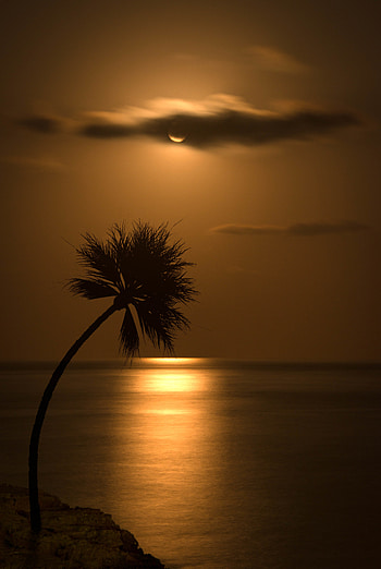 Sunset, Sea, Dark, Glare, Silhouette, Palm HD phone wallpaper