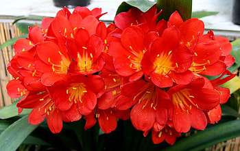 Flowers, Leaves, Flower, Clivia, Room HD wallpaper
