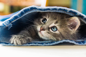 Peek a Boo Kitty, jean, kitten, cat, Peek HD wallpaper