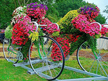 Geraniums, pink, wagon, red, flowers HD wallpaper