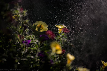 Mist Flowers, flowers, nature HD wallpaper