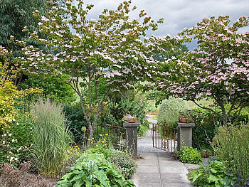 blooms over the gate, plants, sidewalk, gate, trees, flowers, blooms HD wallpaper