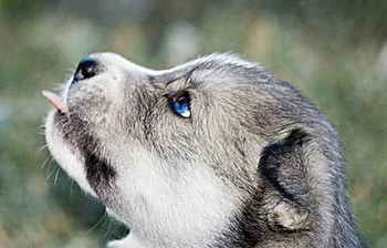 Cute Husky, dog, cute, puppy, animals HD wallpaper