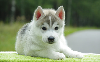 Animals, Dogs HD wallpaper