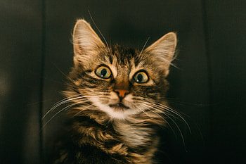Animals, Cat, Muzzle, Satisfied, Content HD wallpaper