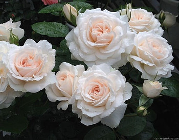 White roses, Roses, White, Flowers, Garden HD wallpaper