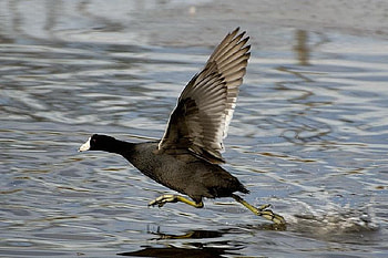 Coot Running On Water, running, , cool, on water, coot HD wallpaper
